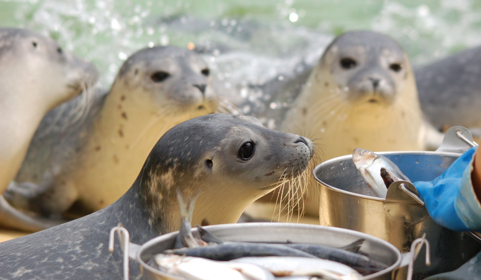 Seals during feeding, © Seehundstation Norddeich