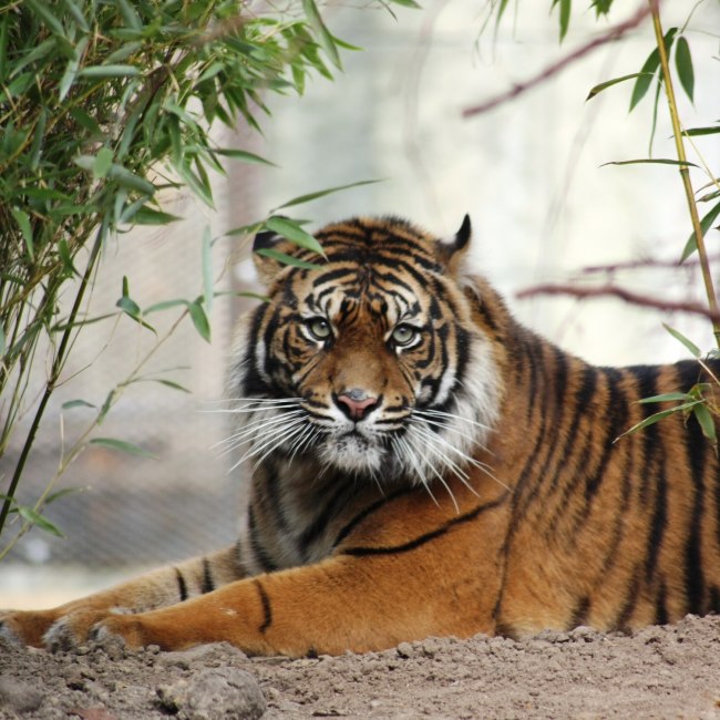 Im Zoo Osnabrück leben vom Aussterben bedrohte Sumatra-Tiger, © Zoo Osnabrück