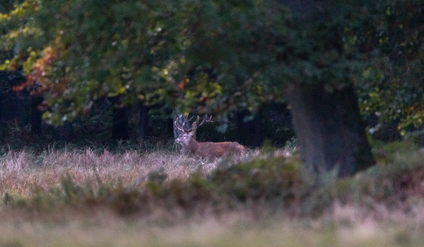 eschede_starkshorn_hirschbrunft_rotwild_ccbysa_tl_20210930-2, © Lüneburger Heide GmbH