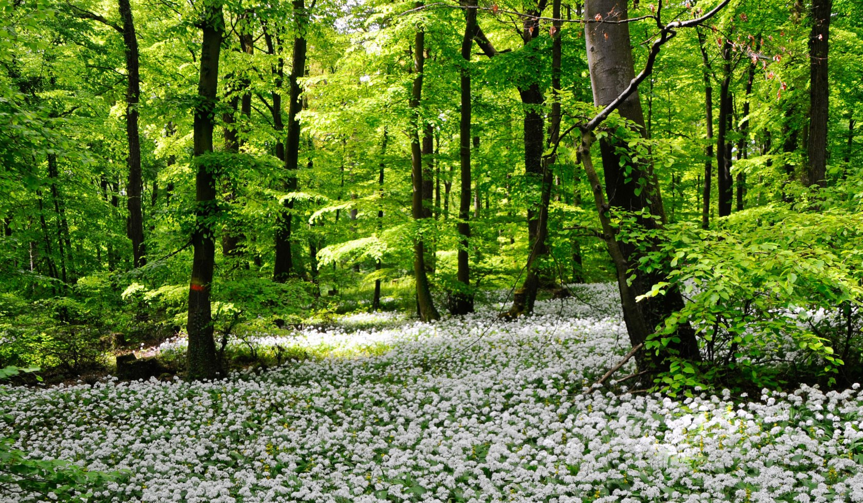 Blütenmeer auf der Blomberg, © Gemeinde Bad Laer / Duy Phong Vu