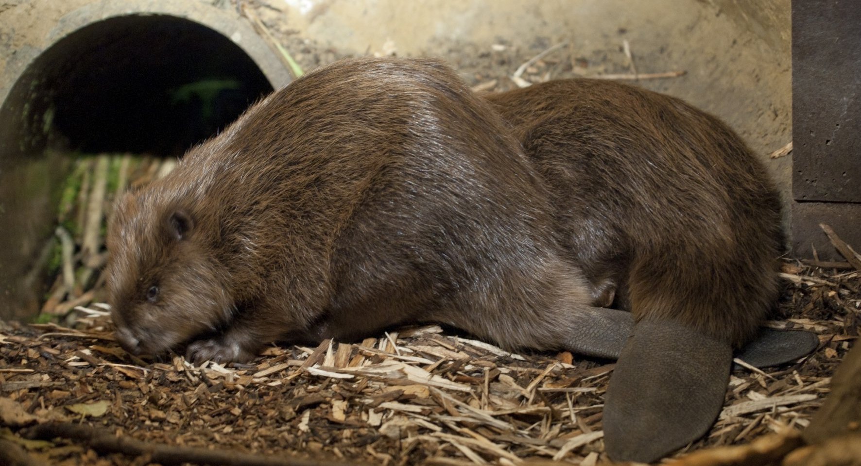 Zwei Biber in ihrer Burg im Biosphaerium, © Berit Neß