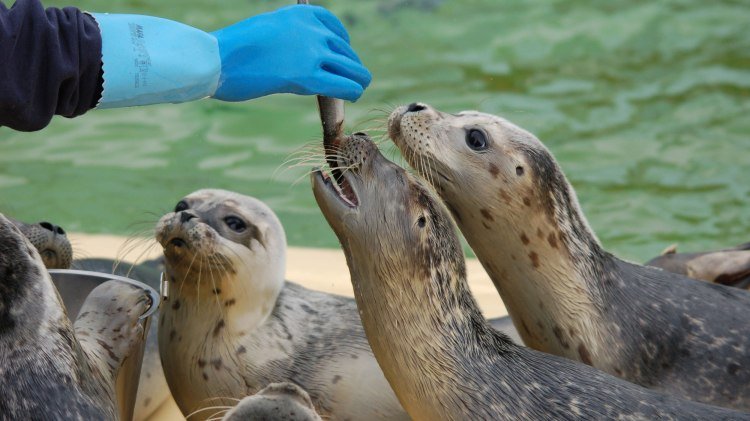 Feeding the seals, © Seehundstation Norddeich