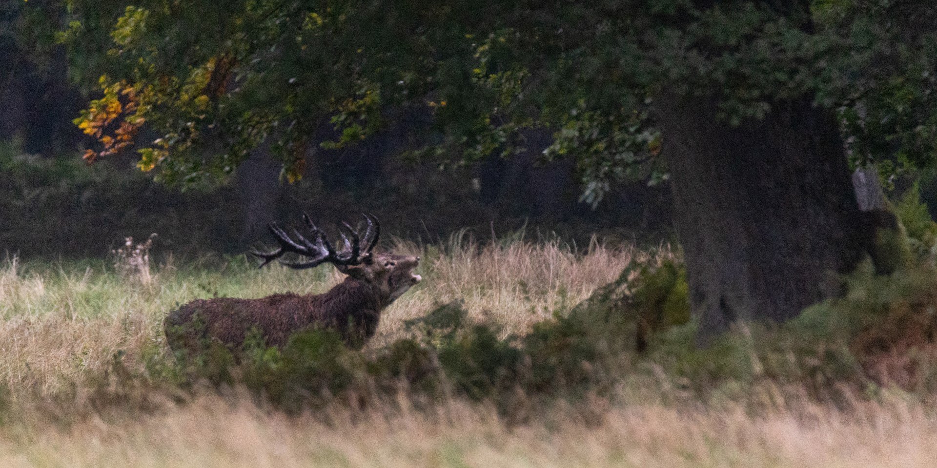 suedheide_hirschbrunft_rotwild_herbst_ccbysa_tl_20210923-3, © Lüneburger Heide GmbH