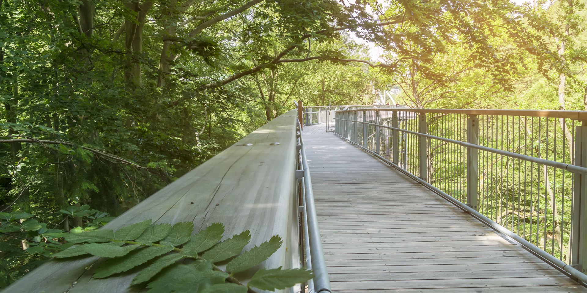 Harz treetop path, © Baumwipfelpfad Harz/ Franziska Pönisch