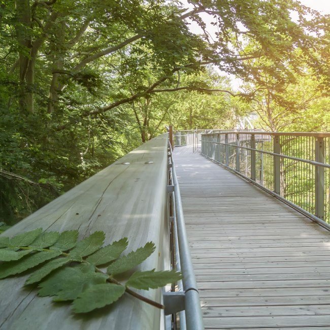 Harz treetop path, © Baumwipfelpfad Harz/ Franziska Pönisch