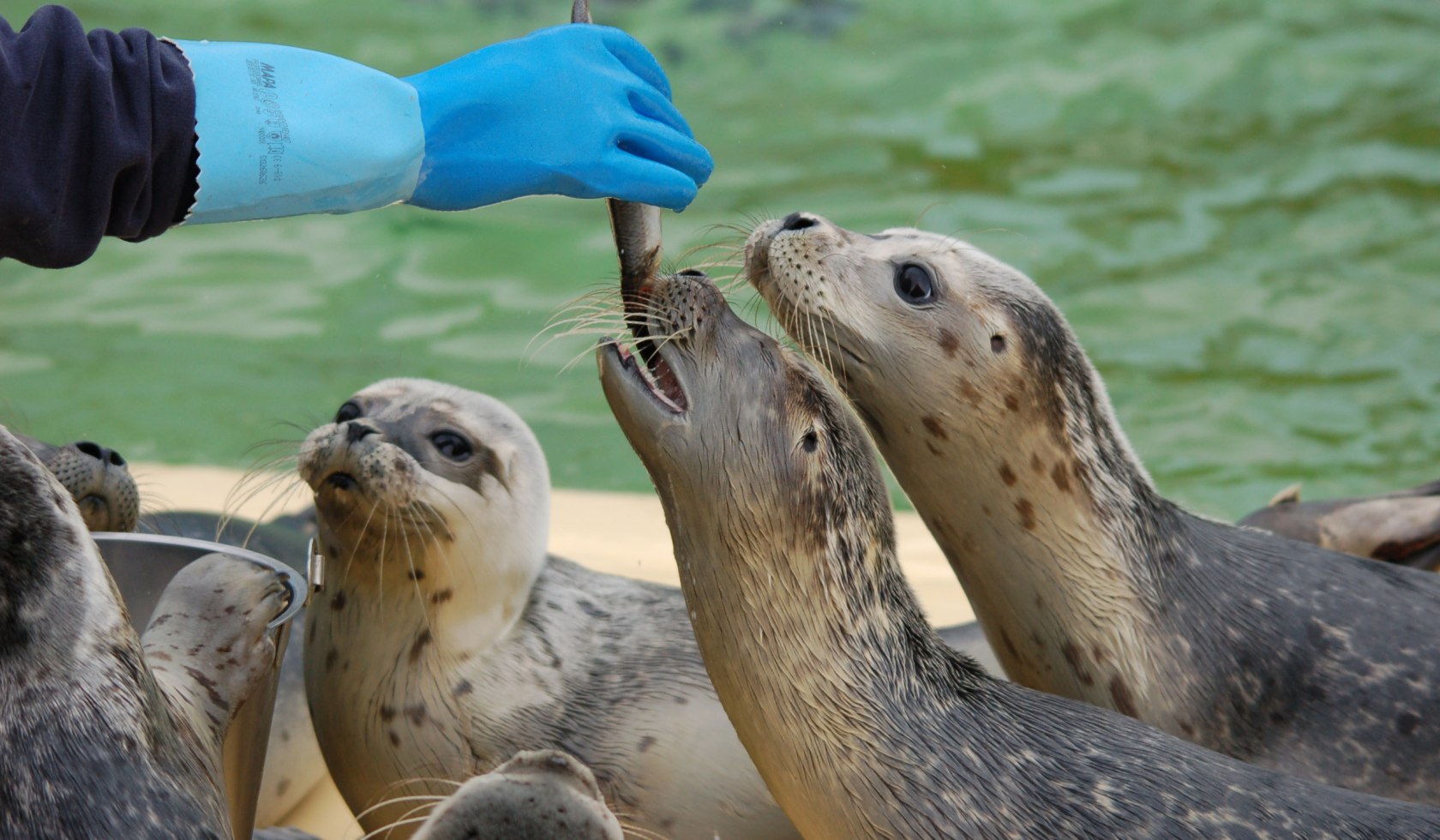 Feeding the seals, © Seehundstation Norddeich