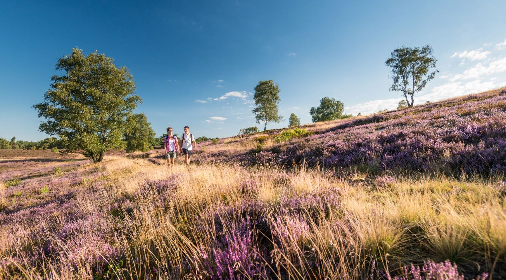 Hiking in the Lüneburg Heath, © Tourismusmarketing Niedersachsen GmbH 