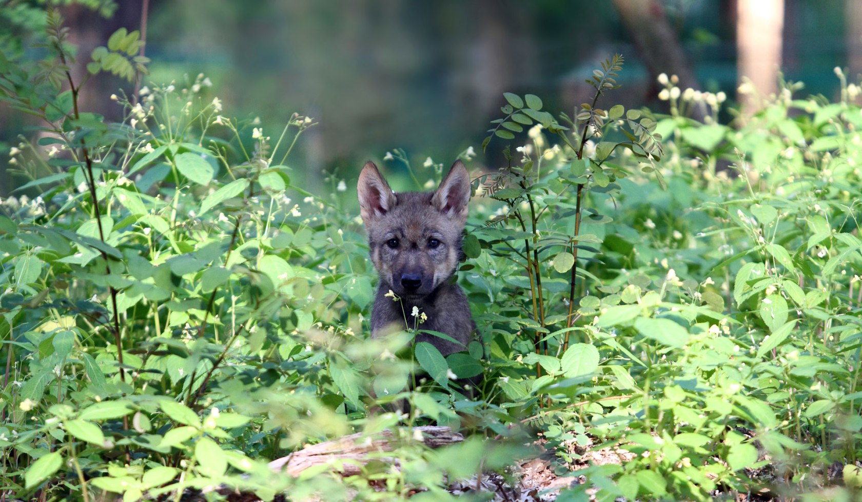 Puppy in Wolfcenter Dörverden, © www.wolfcenter.de