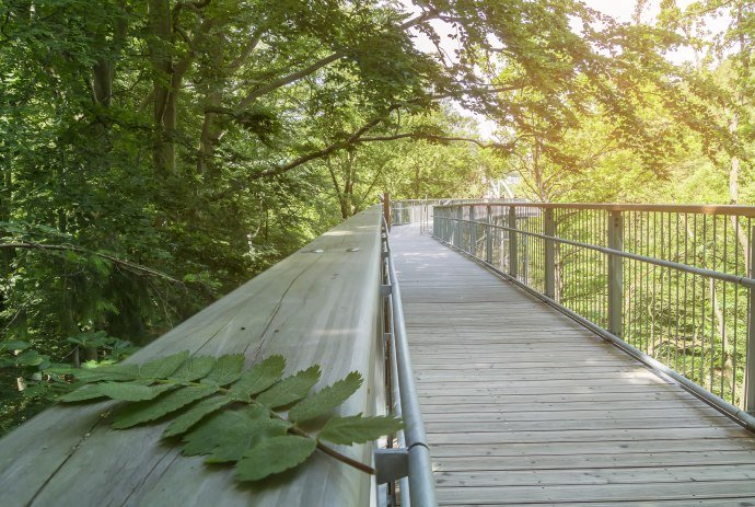 Harz treetop path, © Baumwipfelpfad Harz/ Franziska Pönisch