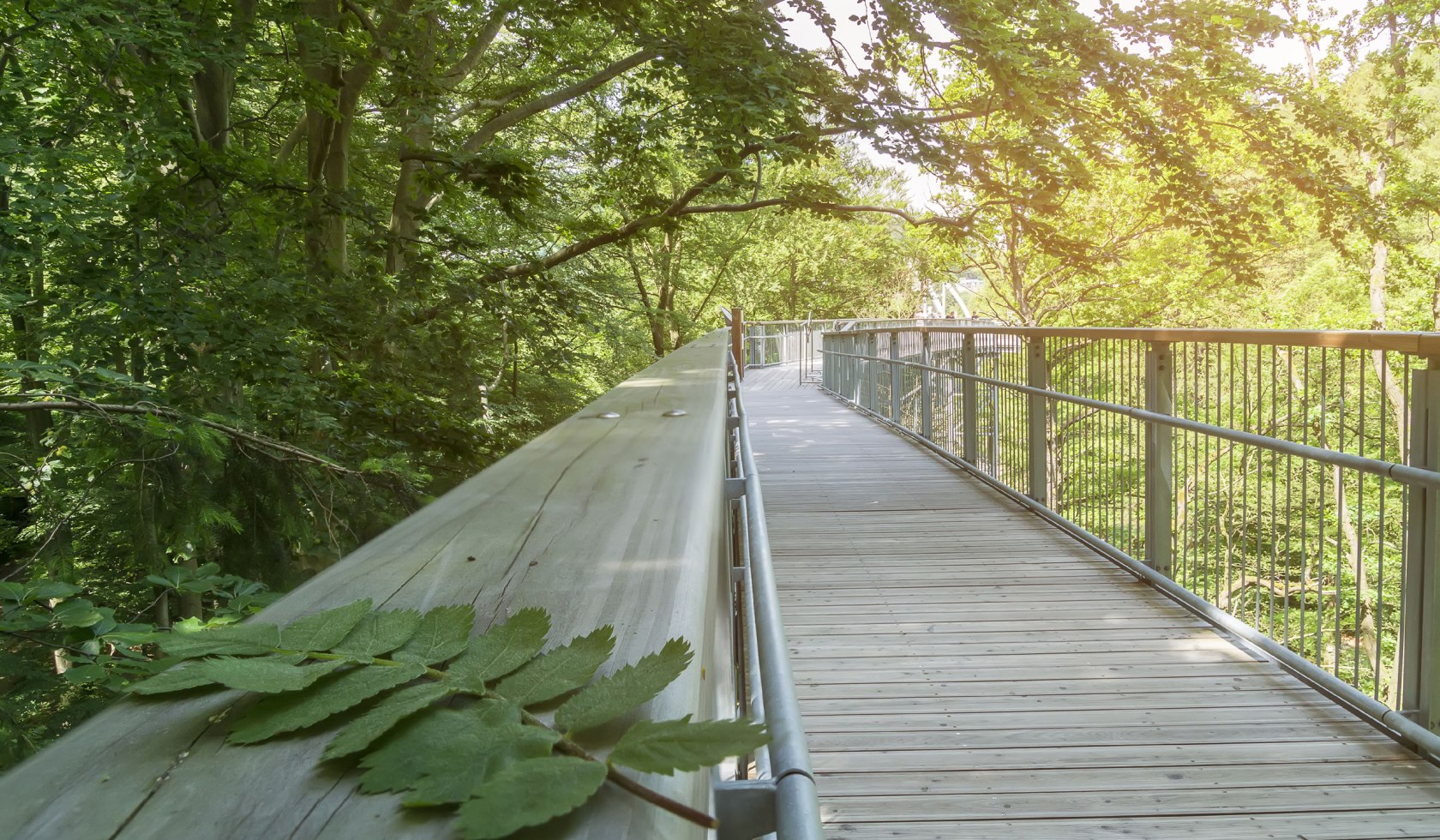 Harz treetop path, © Baumwipfelpfad Harz/ Franziska Pönisch