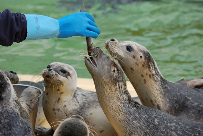 Feeding the seals, © Seehundstation Norddeich